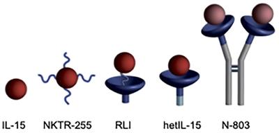 Leveraging long-acting IL-15 agonists for intratumoral delivery and enhanced antimetastatic activity